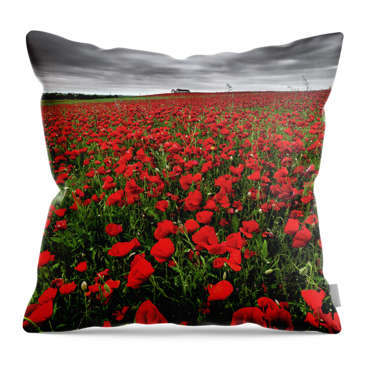 Poppy Throw Pillow featuring the photograph Wild Poppies by Jorge Maia