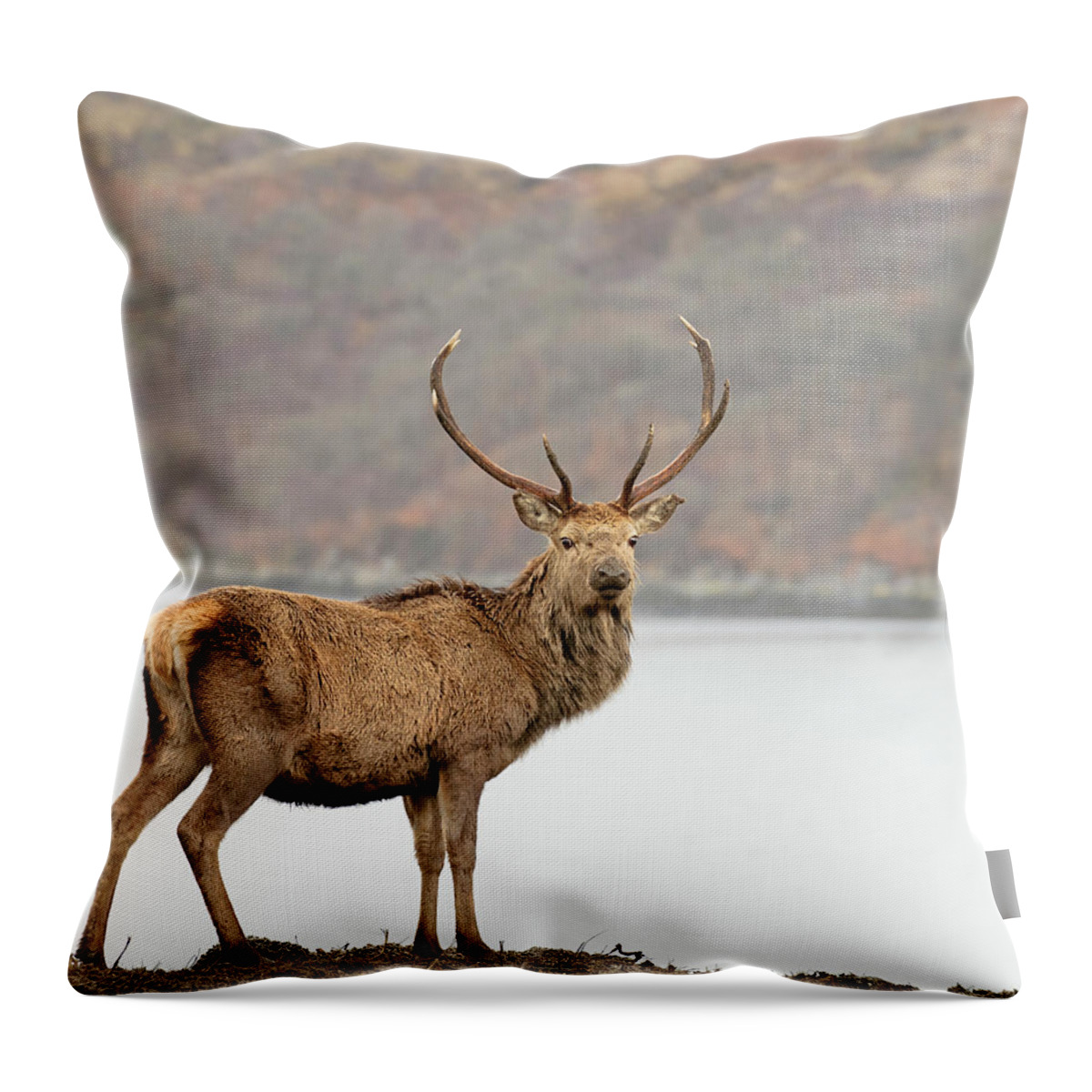 Scenics Throw Pillow featuring the photograph Wild Scottish Red Deer Stag by Georgeclerk