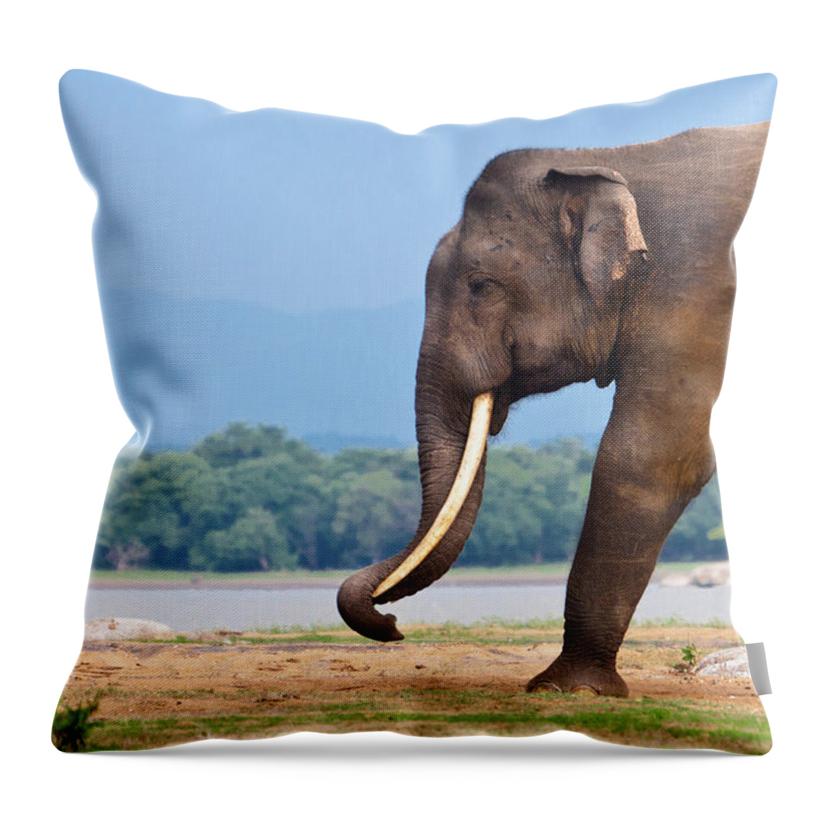 Standing Water Throw Pillow featuring the photograph Wild Tusker In Kalawewa by Dhammika Heenpella / Images Of Sri Lanka