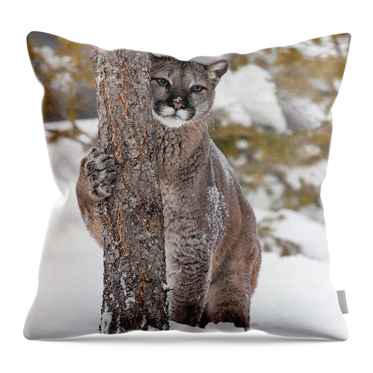 Cougar Throw Pillow featuring the photograph Winter Dreaming by Art Cole