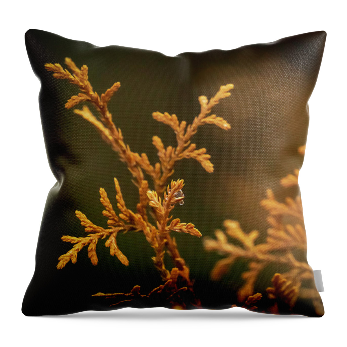 Nature Throw Pillow featuring the photograph Winter's Hedges by Jason Fink