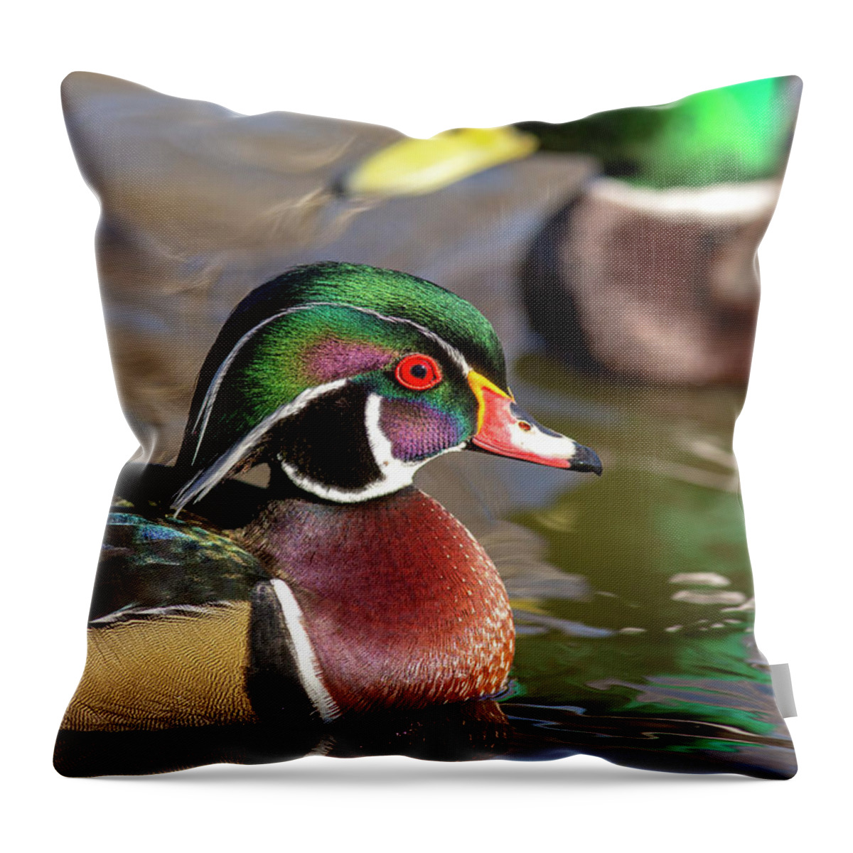 Wood Duck Head Shot Throw Pillow featuring the photograph Wood duck head shot by Lynn Hopwood