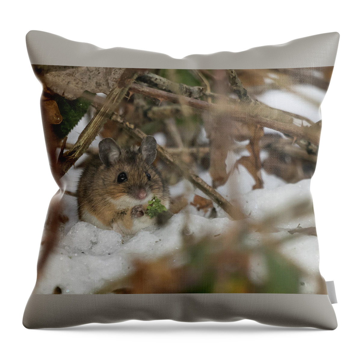 ©wendycooper Throw Pillow featuring the photograph Wood Mouse by Wendy Cooper