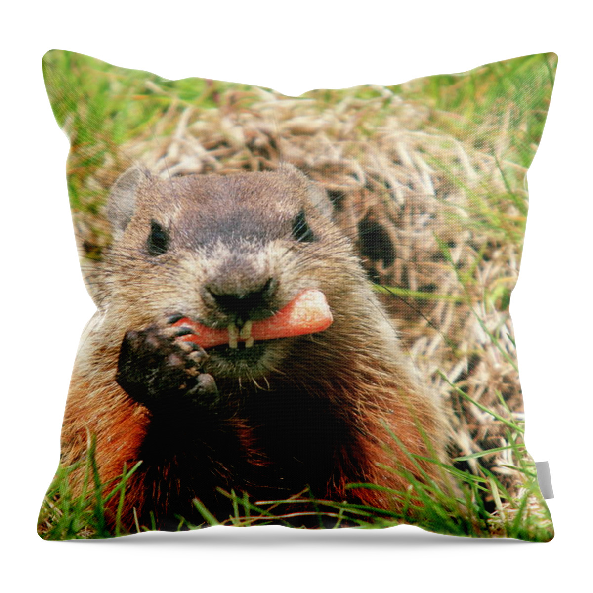 Grass Throw Pillow featuring the photograph Woodchuck In Hole Eating Carrot by David R. Tyner