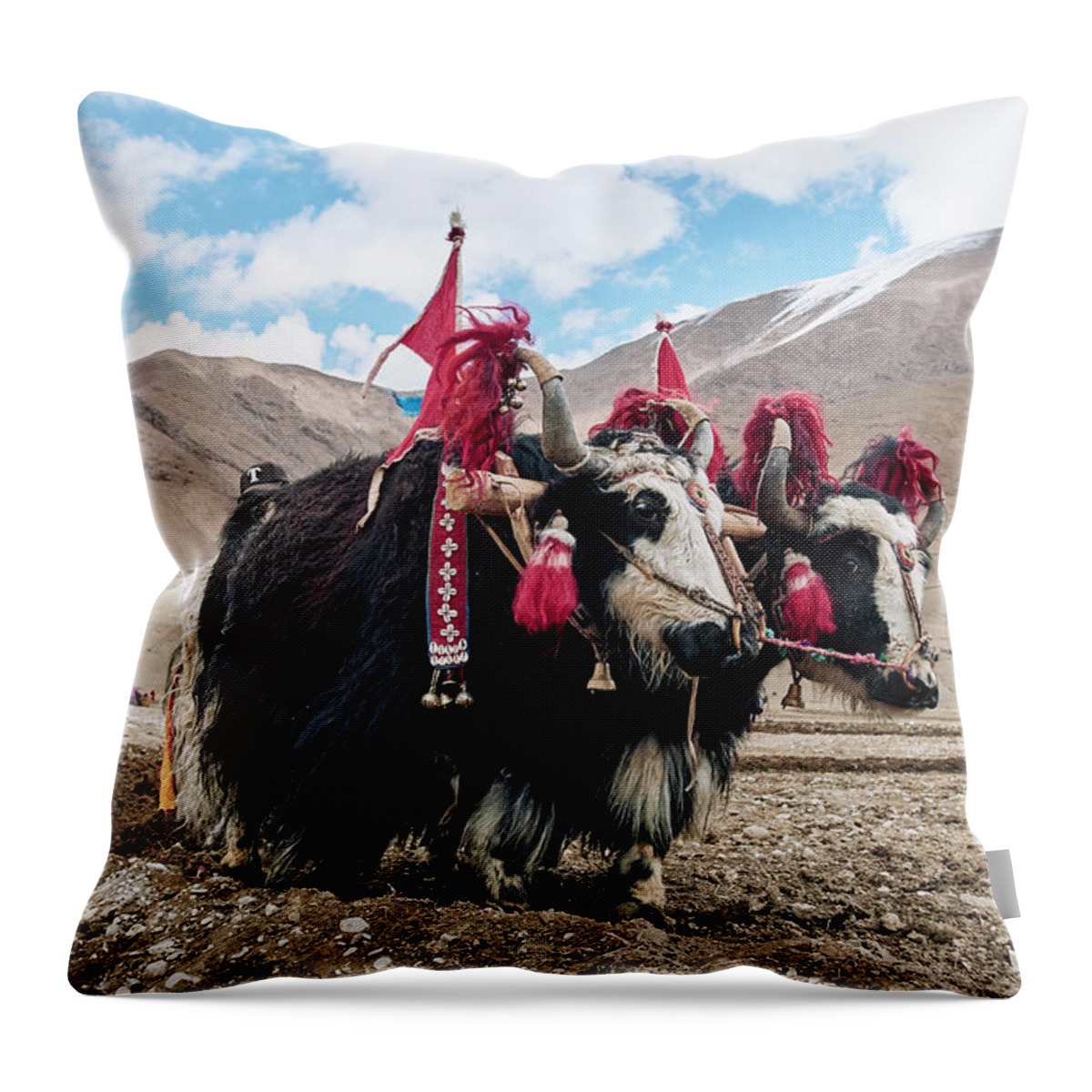 Dressing Up Throw Pillow featuring the digital art Yaks Dressed Up To Work On Field, Namco, Xizang, China by Gu