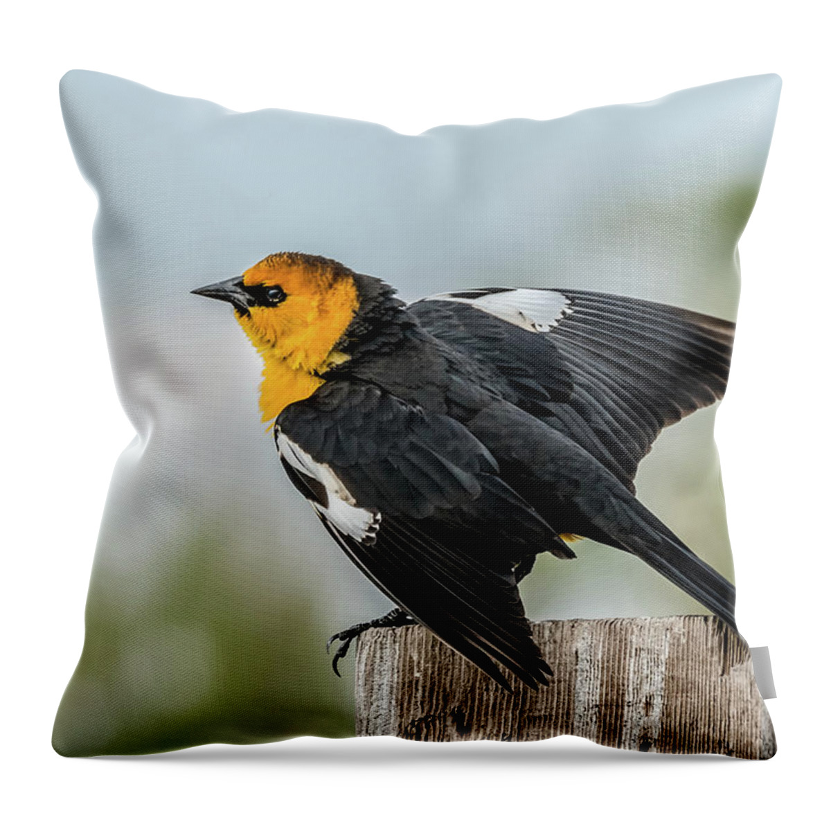 Yellow-headed Blackbird Throw Pillow featuring the photograph Yellow-Headed Blackbird by Yeates Photography