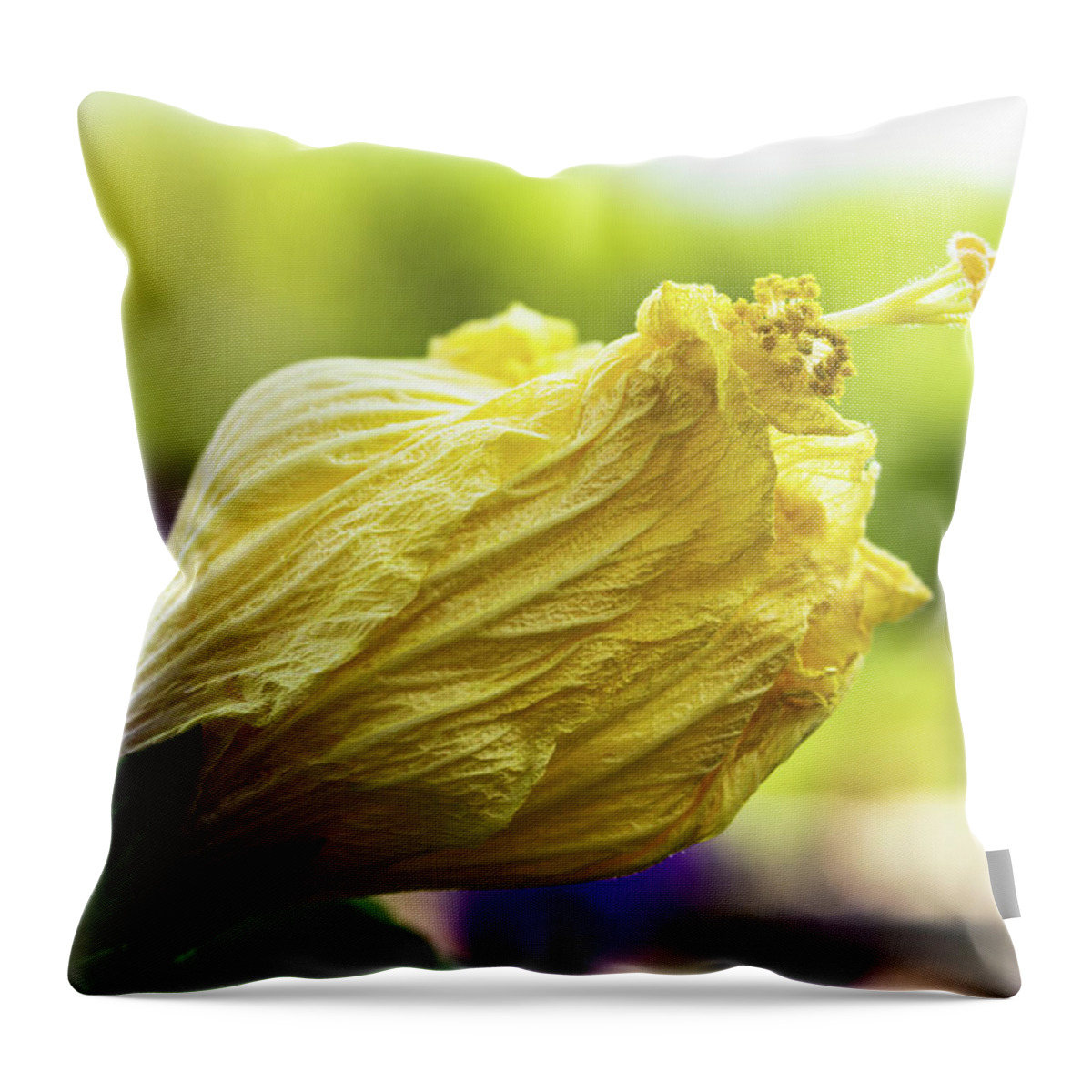Outdoors Throw Pillow featuring the photograph Yellow mature hibiscus by Silvia Marcoschamer
