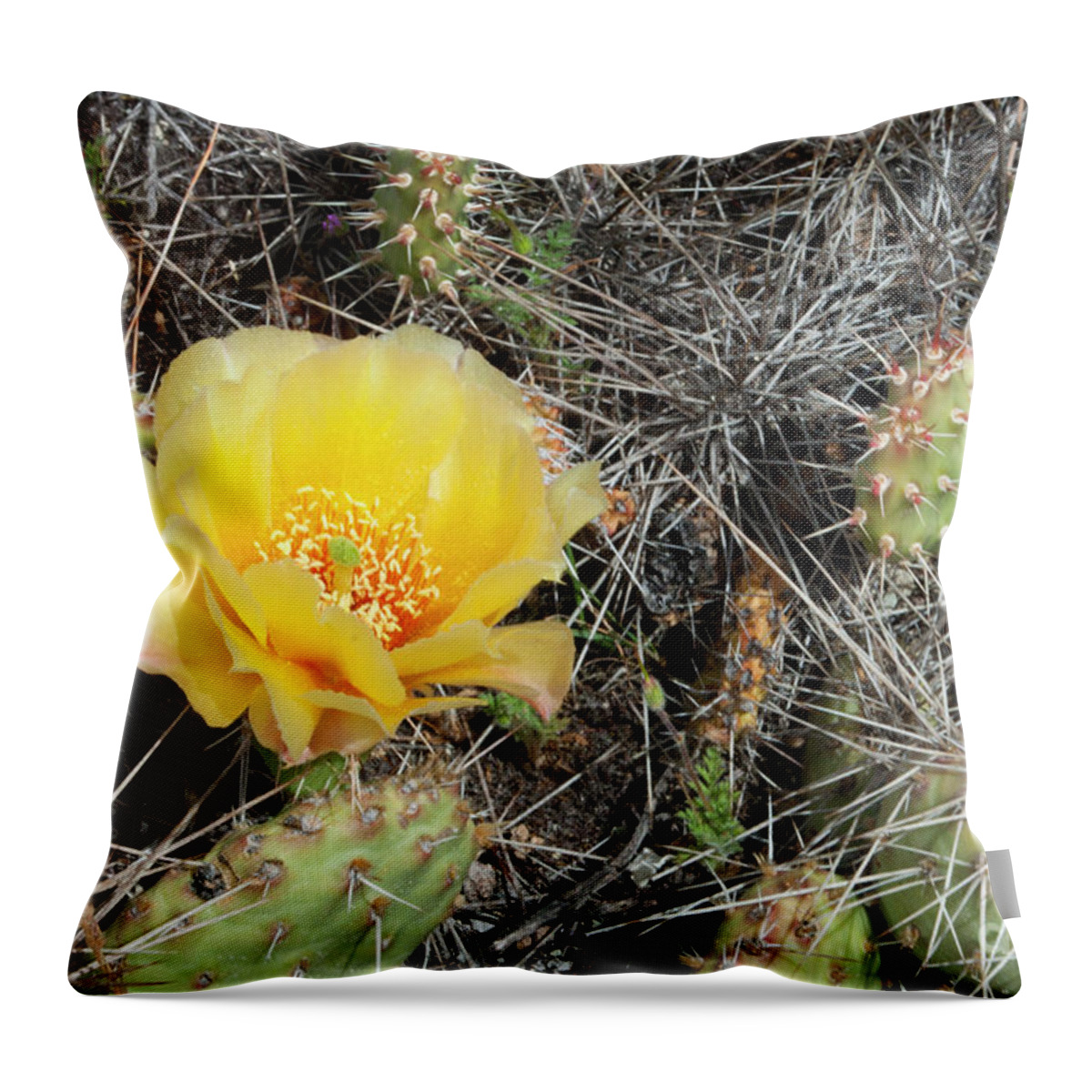 Flower Throw Pillow featuring the photograph Yellow Prickly Pear by Julia McHugh