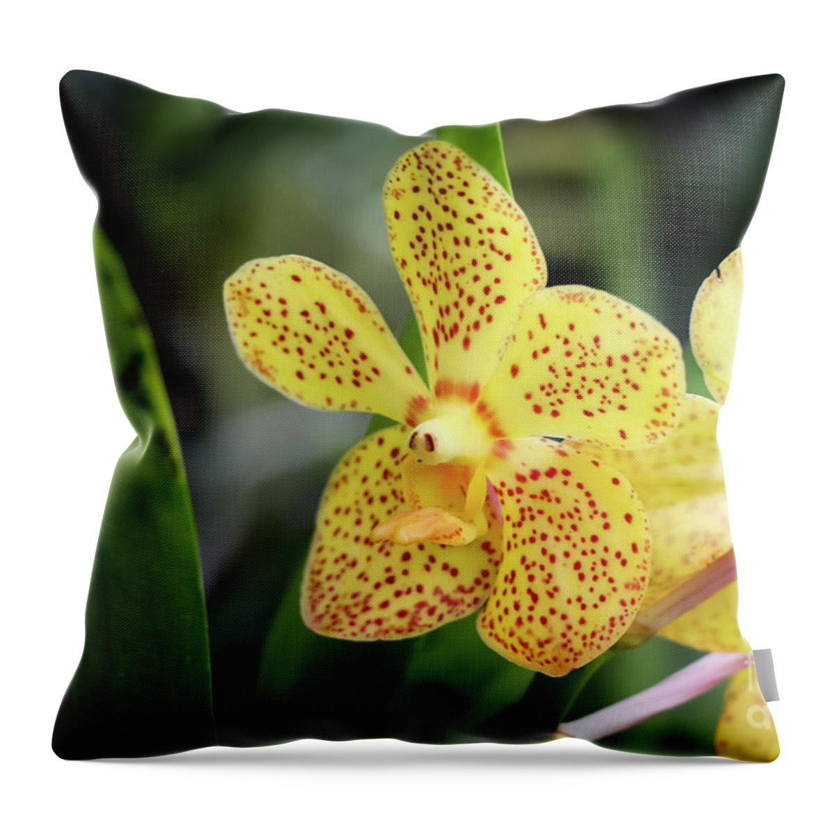 Orchids Throw Pillow featuring the photograph Yellow Spotted Orchids by Rory Ivey