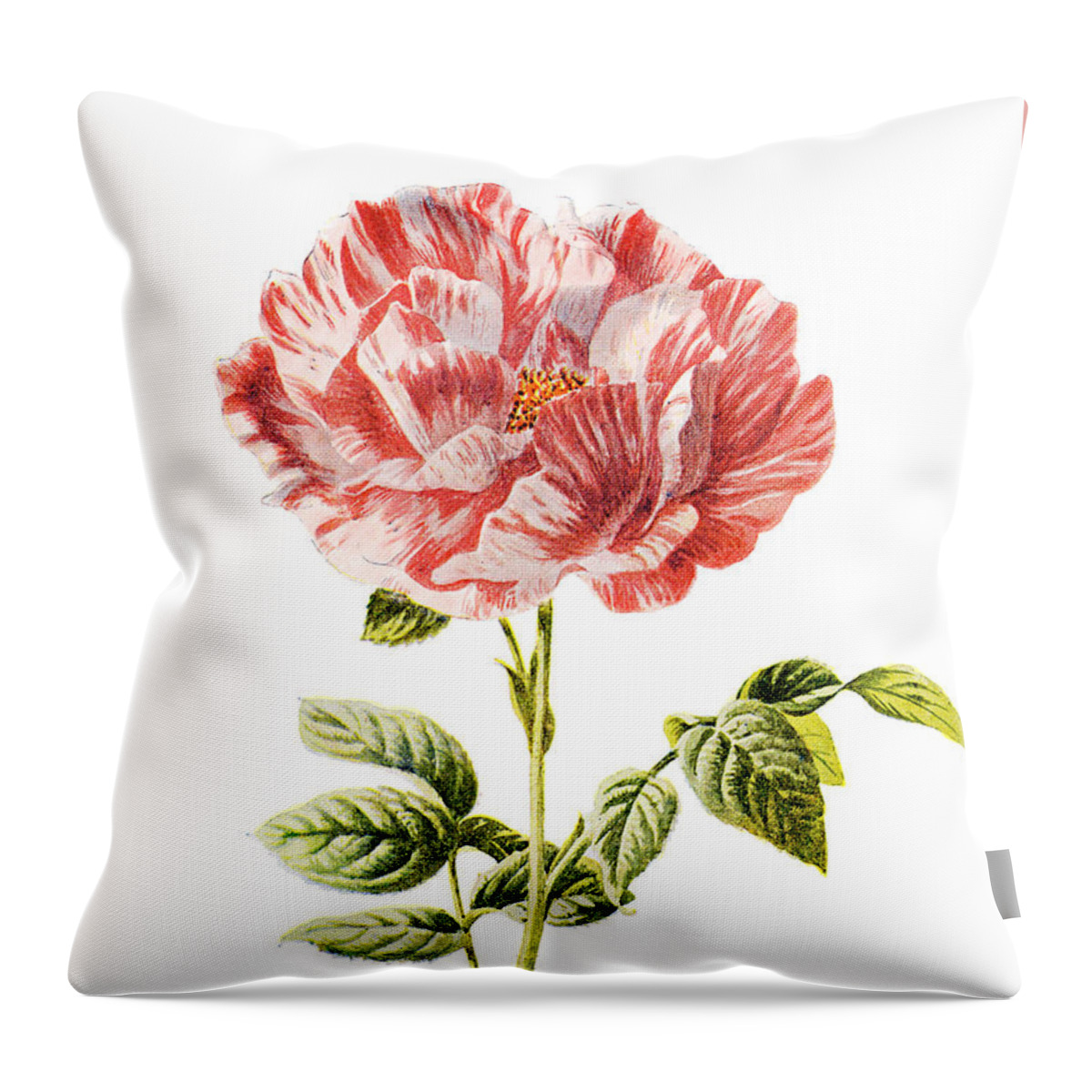 Rose Throw Pillow featuring the mixed media York and Lancaster Rose by Naxart Studio