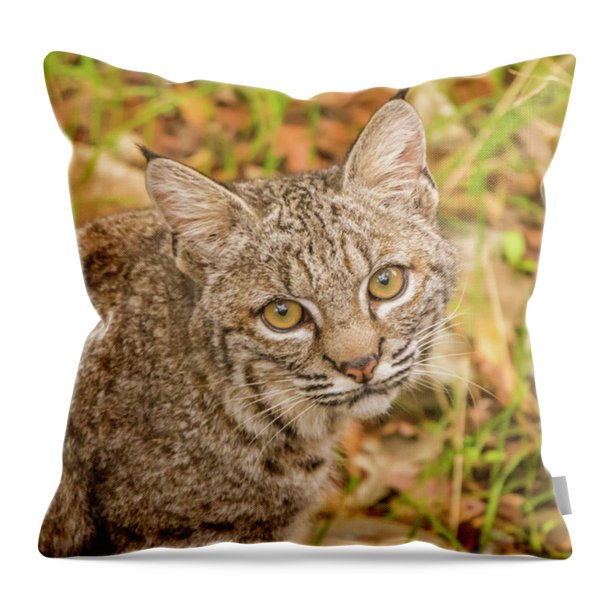 Usa Throw Pillow featuring the photograph Young Bobcat by Marc Crumpler