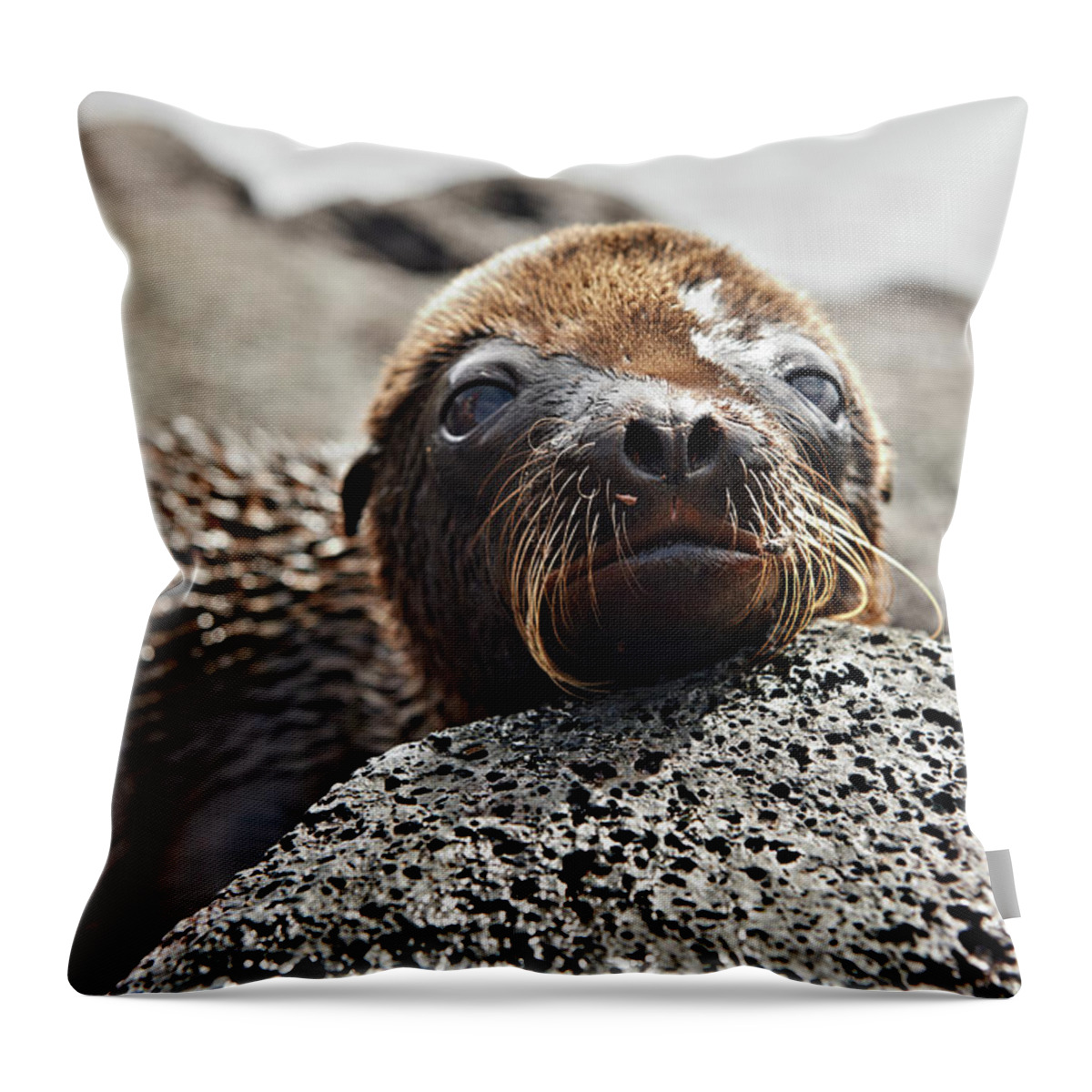 Galapagos Sea Lion Throw Pillow featuring the photograph Young Galapagos Sea Lion, Zalophus by Juergen Ritterbach