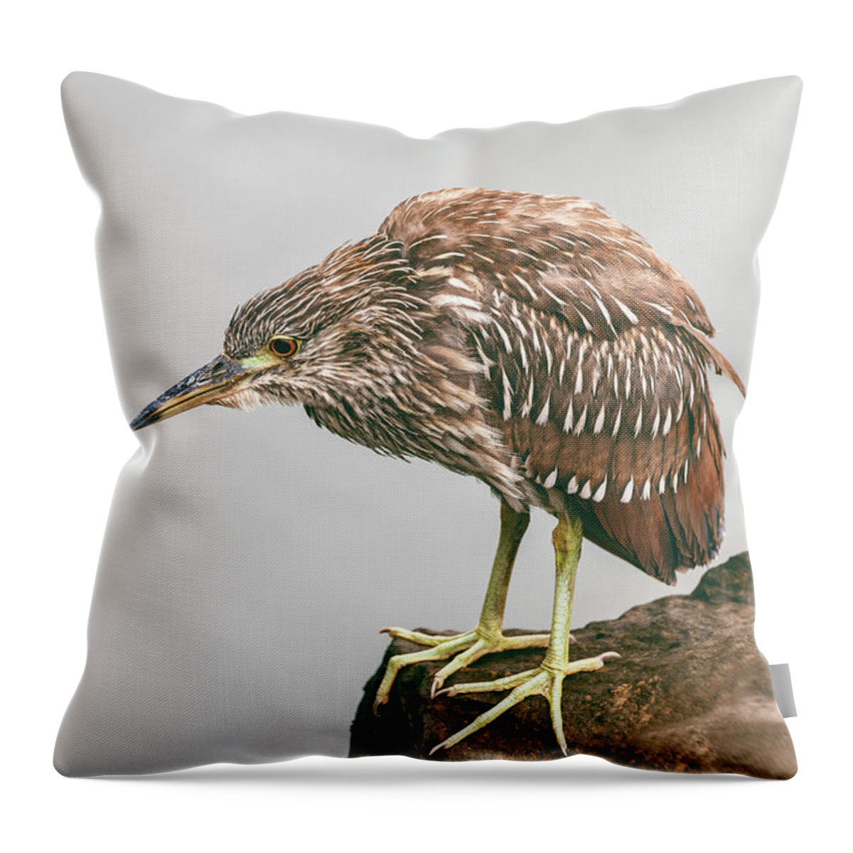 Black-capped Night Heron Throw Pillow featuring the photograph Young Heron by Jonathan Nguyen