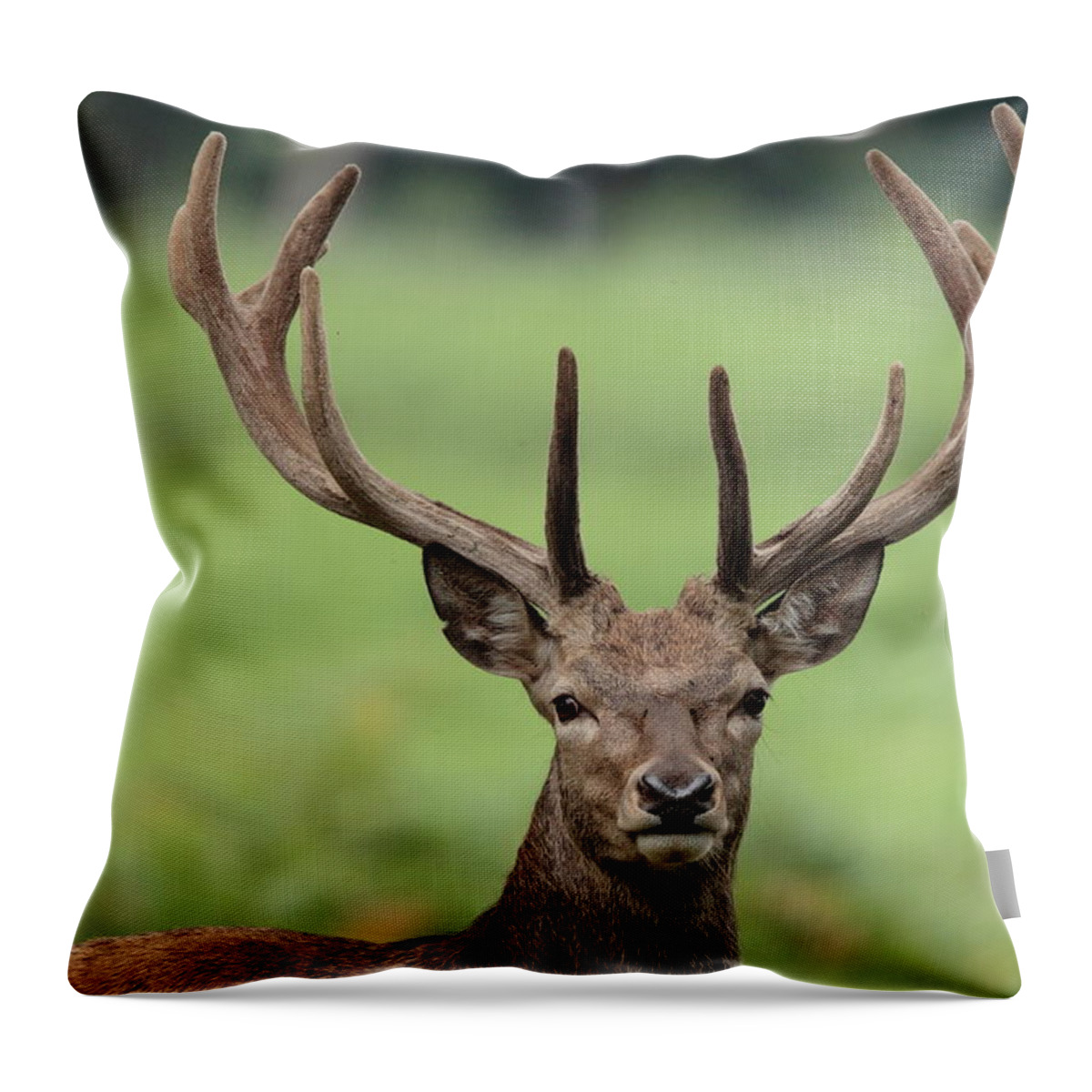 Animal Themes Throw Pillow featuring the photograph Young Red Deer Stag With Velvet Antler by Hammerchewer (g C Russell)