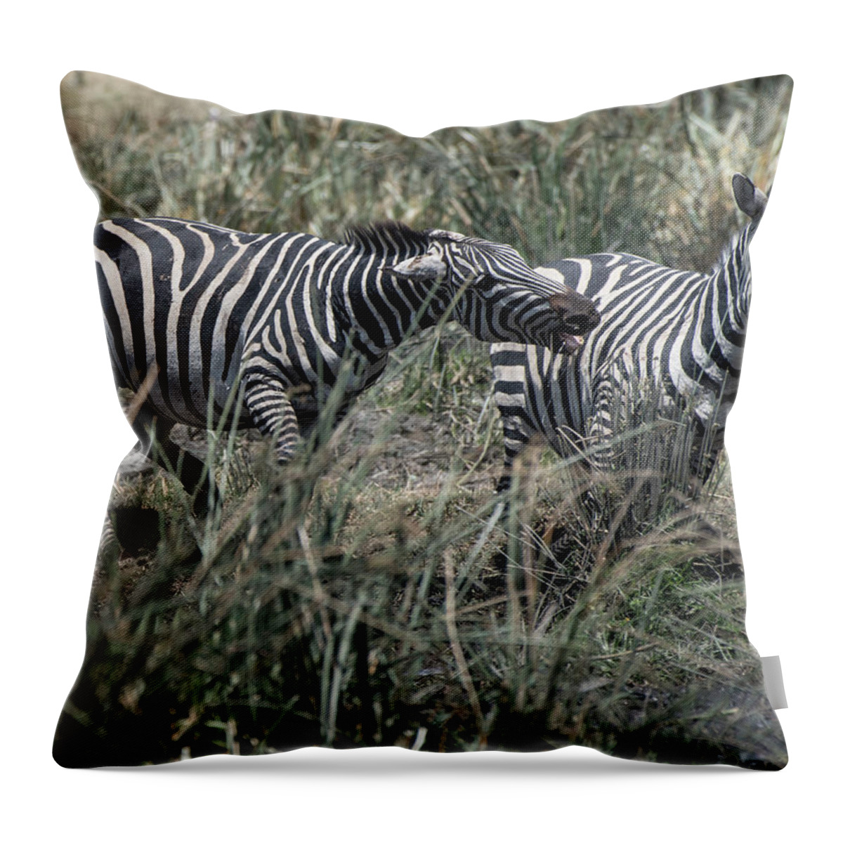 Africa Throw Pillow featuring the photograph Zebra aggressive by Steve Somerville