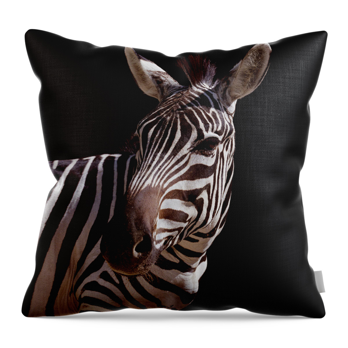 Black Color Throw Pillow featuring the photograph Zebra Equus Sp., Close-up by Chad Baker/jason Reed/ryan Mcvay