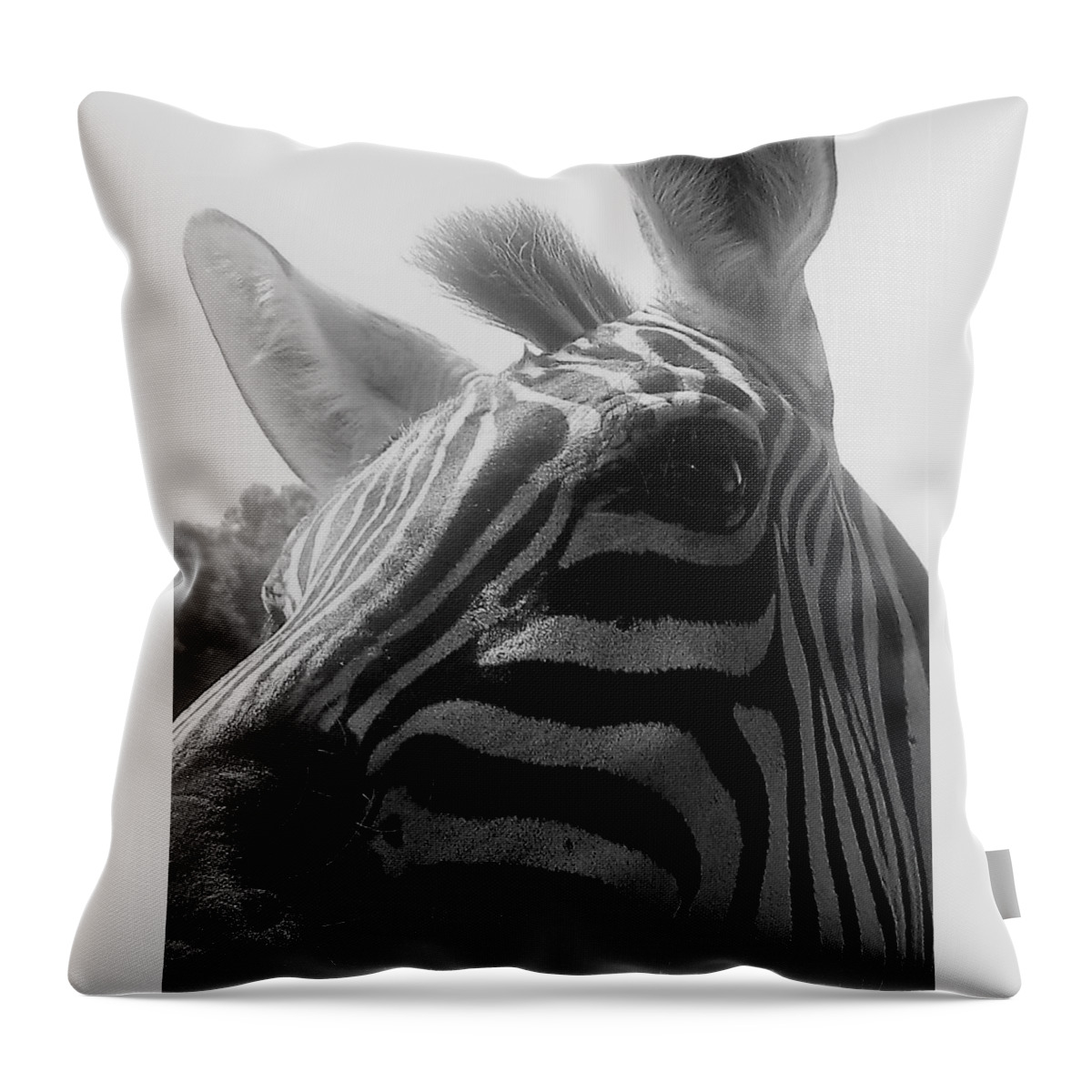 Zebra Throw Pillow featuring the photograph Zebra in black and white by Lois Tomaszewski
