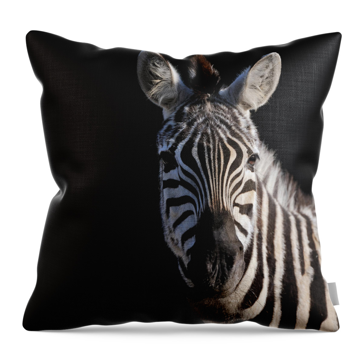 Vertebrate Throw Pillow featuring the photograph Zebra Isolated On Black Xxl by Freder