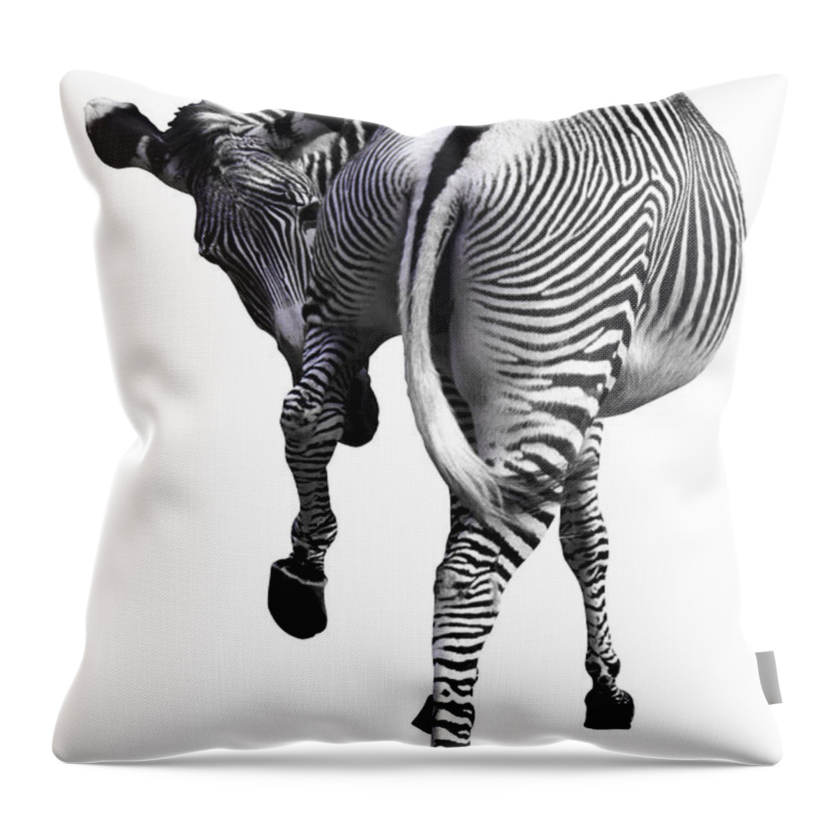White Background Throw Pillow featuring the photograph Zebra by John Foxx