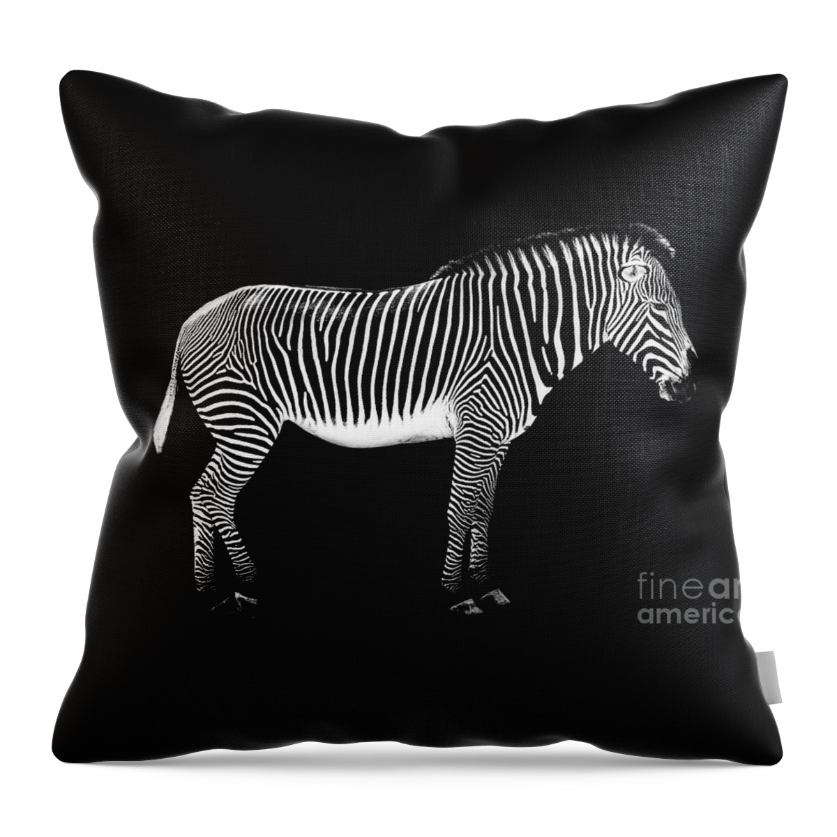 Zebra Throw Pillow featuring the photograph Zebra on black background by Delphimages Photo Creations