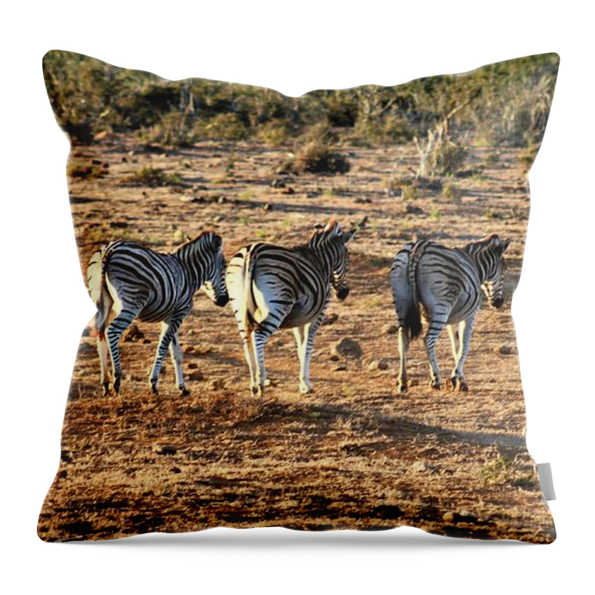 Zebra Throw Pillow featuring the photograph Zebras by FD Graham