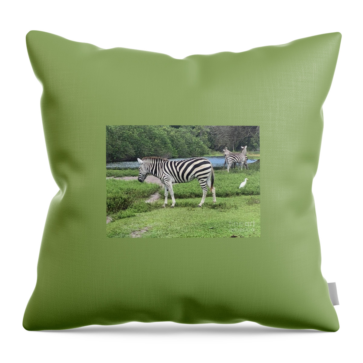 Zebras With Egret Grazing Throw Pillow featuring the photograph Zebras With Egret Grazing by John Telfer