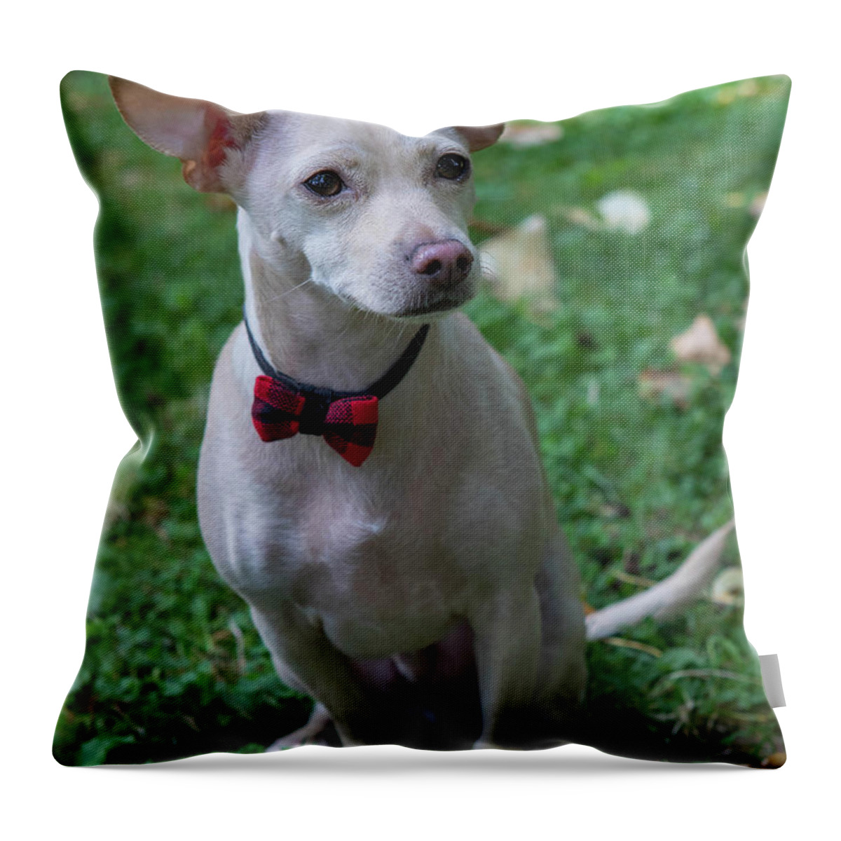 Ziggy Throw Pillow featuring the photograph Ziggy 2018 by Rebecca Cozart