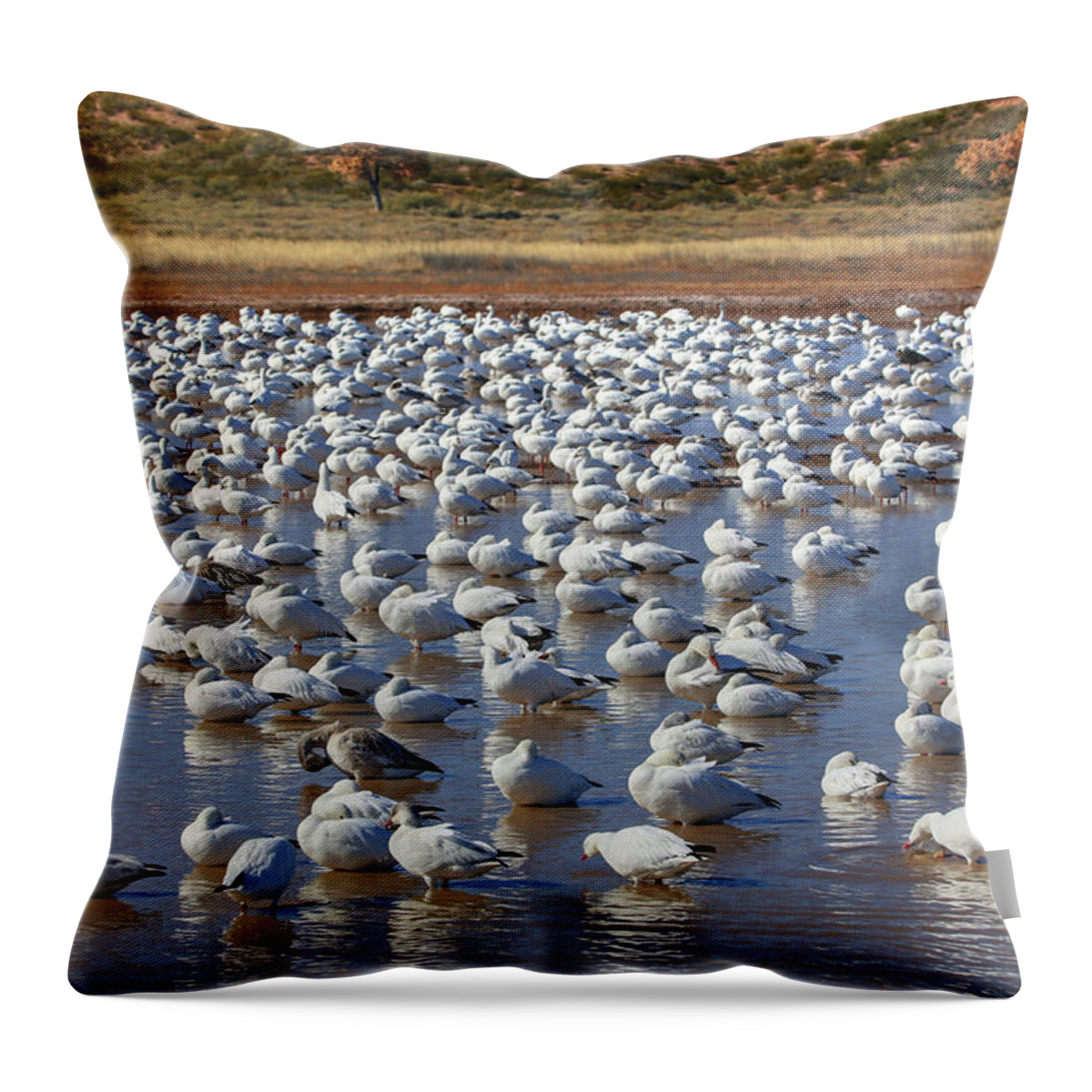 Snow Geese Throw Pillow featuring the photograph A Gaggle of Geese #1 by Robert Harris
