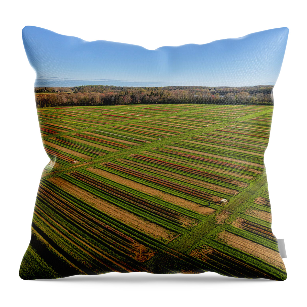 Tulip Throw Pillow featuring the photograph Aerial Tulip Farm #5 by Susan Candelario