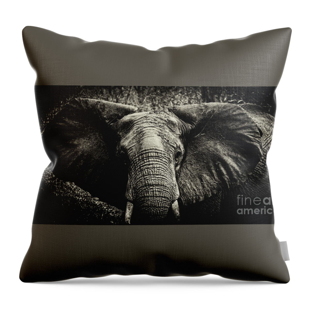 Elephant Throw Pillow featuring the photograph African Elephant #1 by Lev Kaytsner