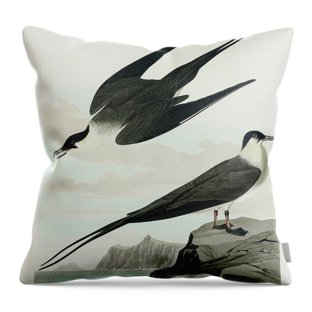 Audubon Birds Throw Pillow featuring the drawing Arctic Yager #1 by John James Audubon