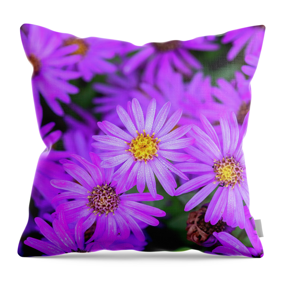 Aster Throw Pillow featuring the photograph Aster Amellus Brilliant Flowers by Tim Gainey