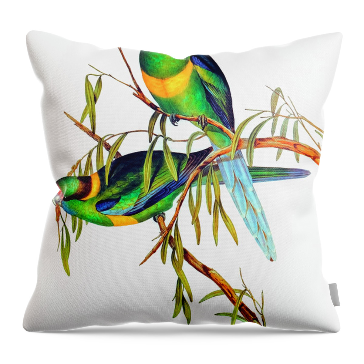 Parakeet Throw Pillow featuring the drawing Barnard's Parakeet #1 by Elizabeth Gould