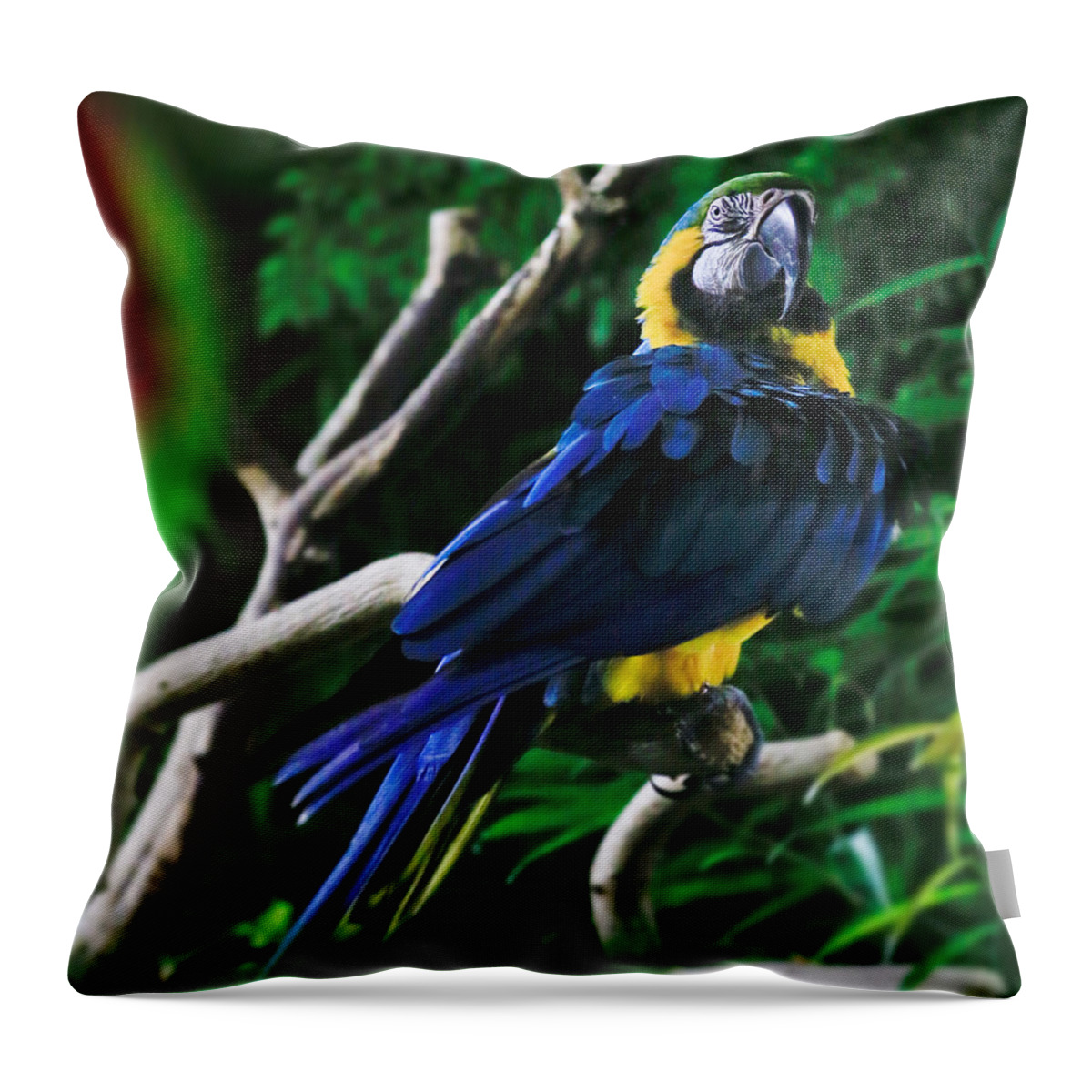 Parrot Throw Pillow featuring the photograph Bird 3 #1 by Carol Jorgensen