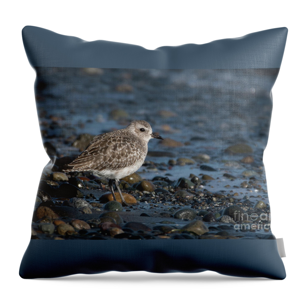 Black-bellied Plover Throw Pillow featuring the photograph Black-bellied Plover in Winter Plumage #1 by Nancy Gleason