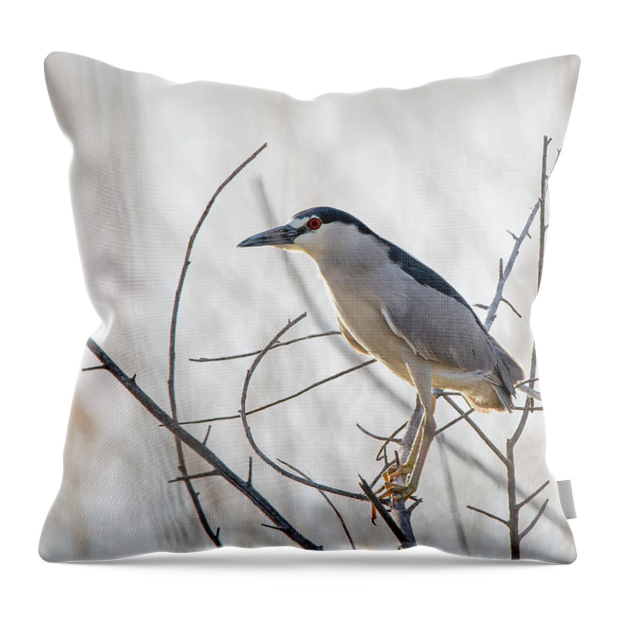 Lahontan Throw Pillow featuring the photograph Black Crowned Night Heron #1 by Rick Mosher