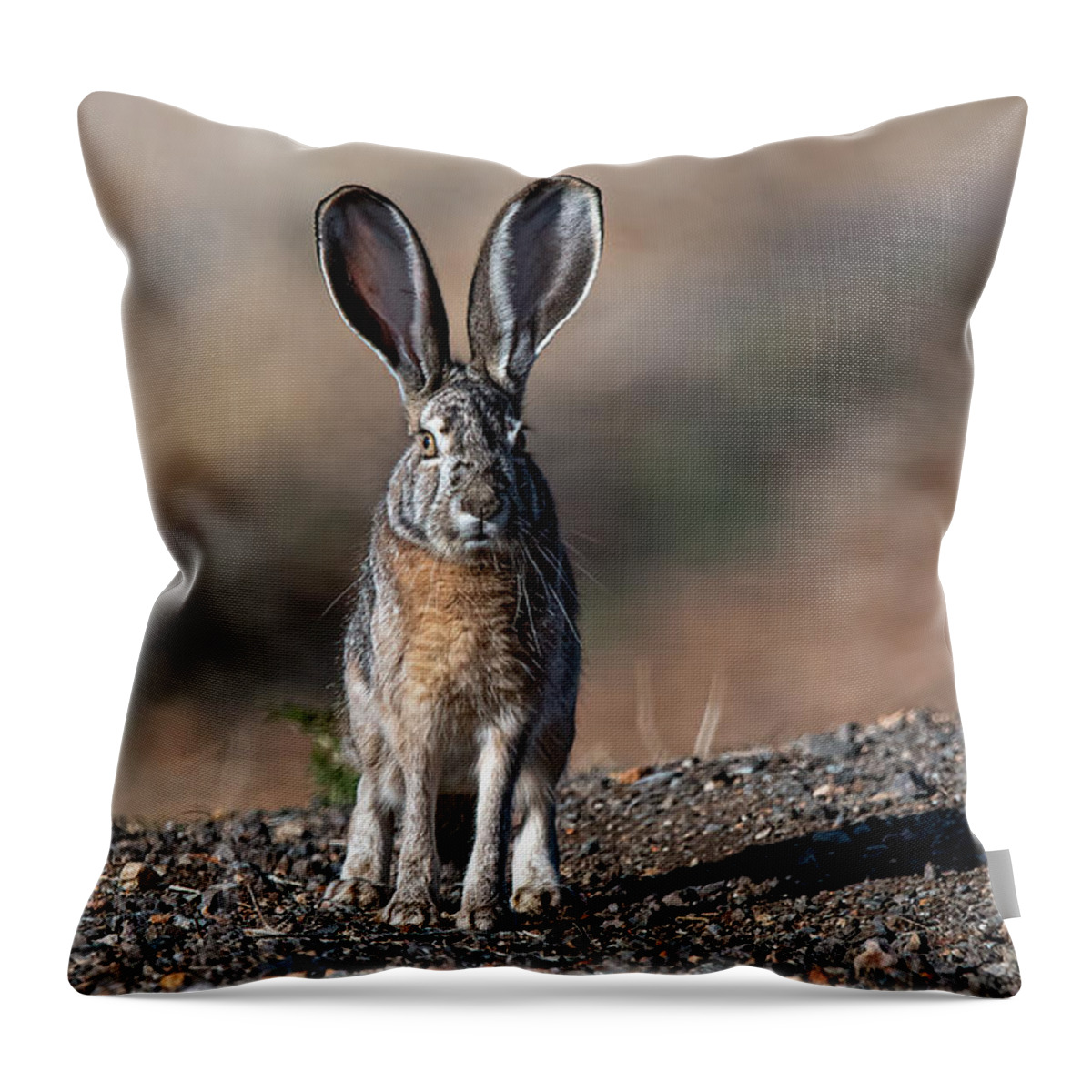 Jackrabbit Throw Pillow featuring the photograph Black Tailed Jackrabbit #1 by Rick Mosher