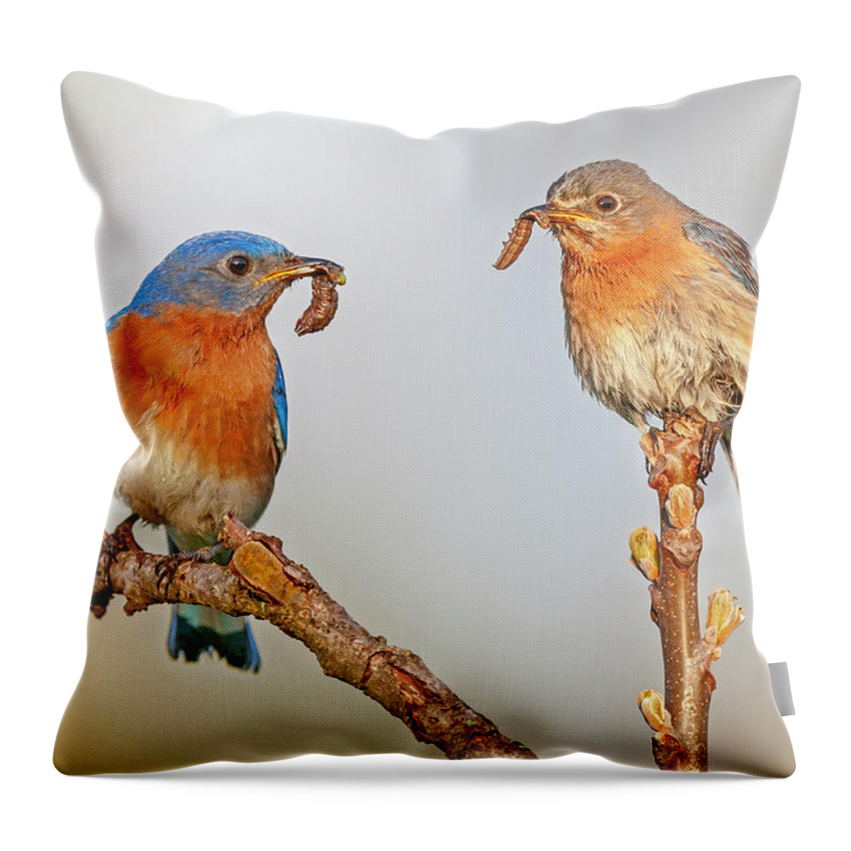 Bluebirds Throw Pillow featuring the photograph Bluebirds In love #1 by Susan Candelario