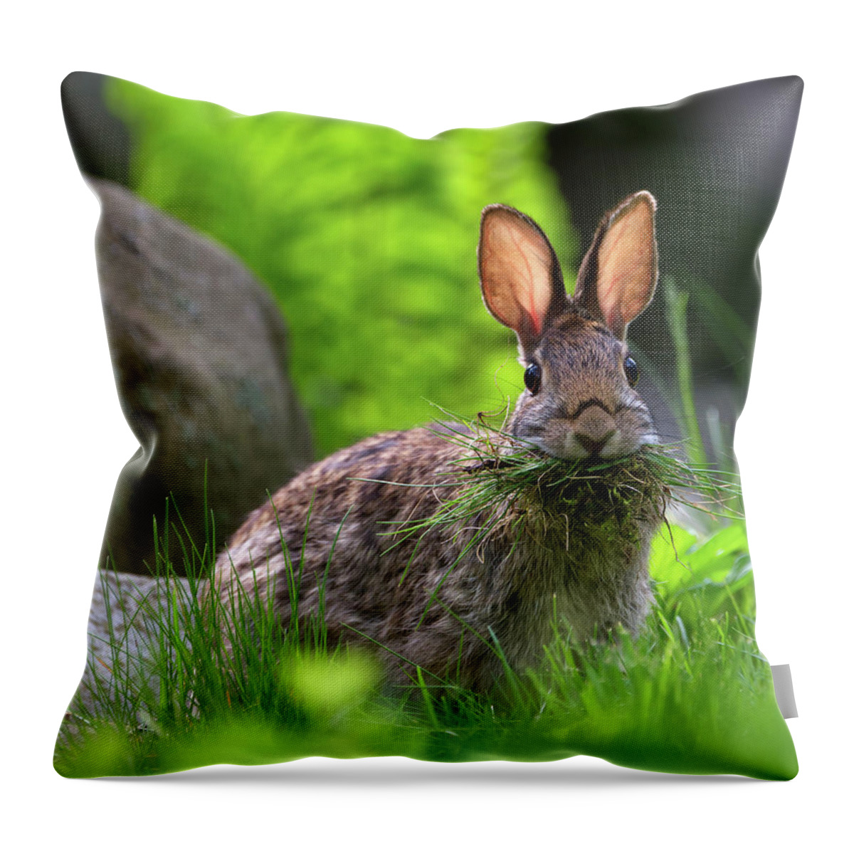 Hare Throw Pillow featuring the photograph Bunny Mouthful by Flinn Hackett