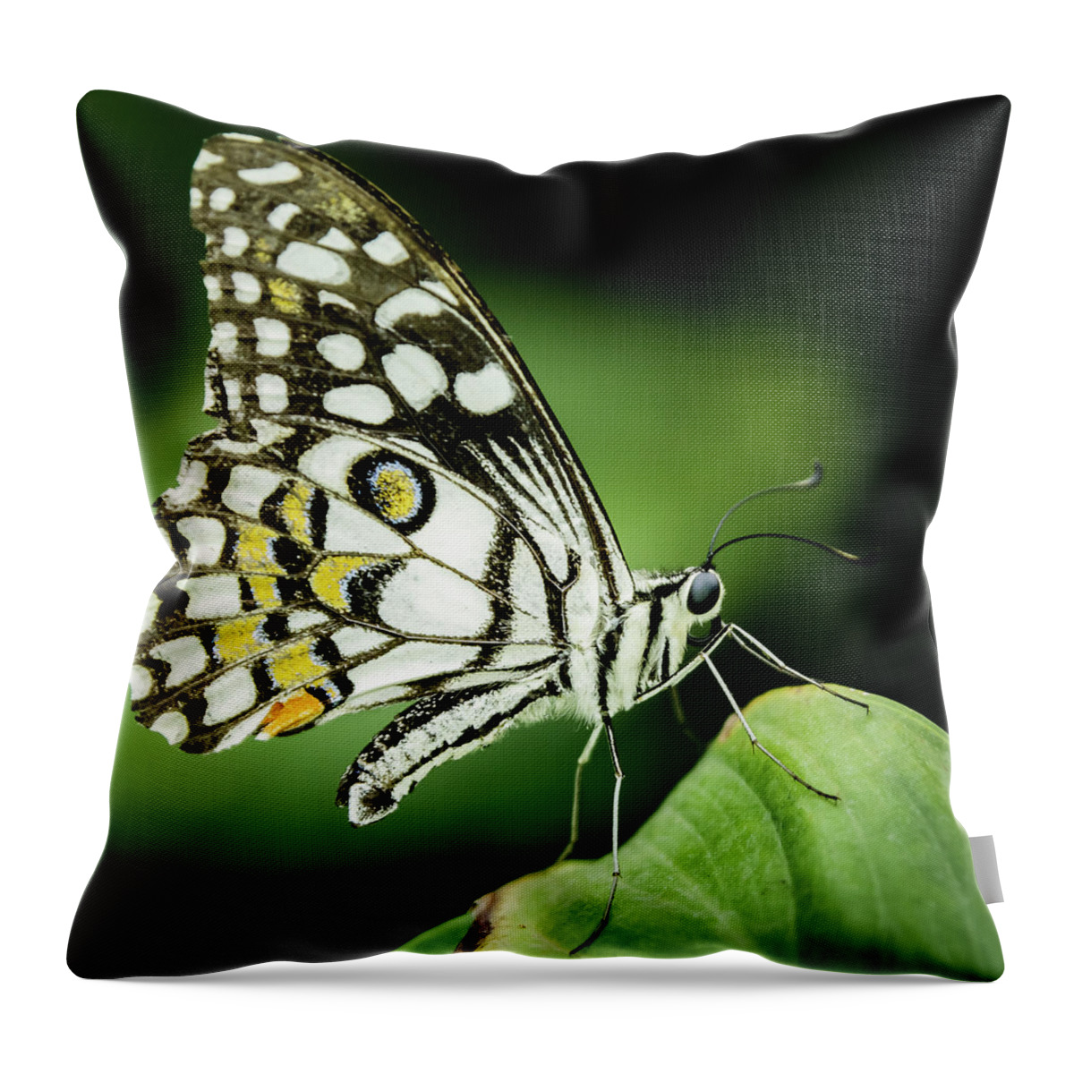 Lepidoptera Throw Pillow featuring the photograph Butterfly on a leaf #5 by SAURAVphoto Online Store