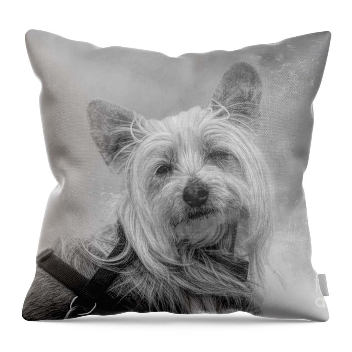 Chinese Crested Throw Pillow featuring the photograph Chinese Crested Powderpuff Dog #1 by Elisabeth Lucas