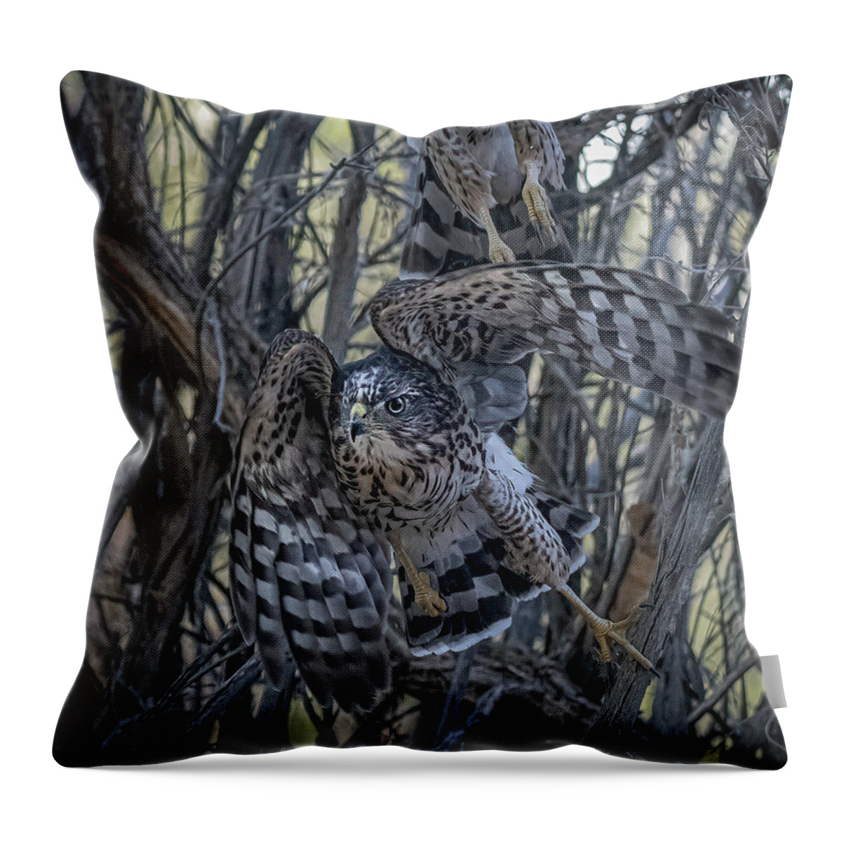Raptor Throw Pillow featuring the photograph Coopers Hawk in flight #1 by Rick Mosher