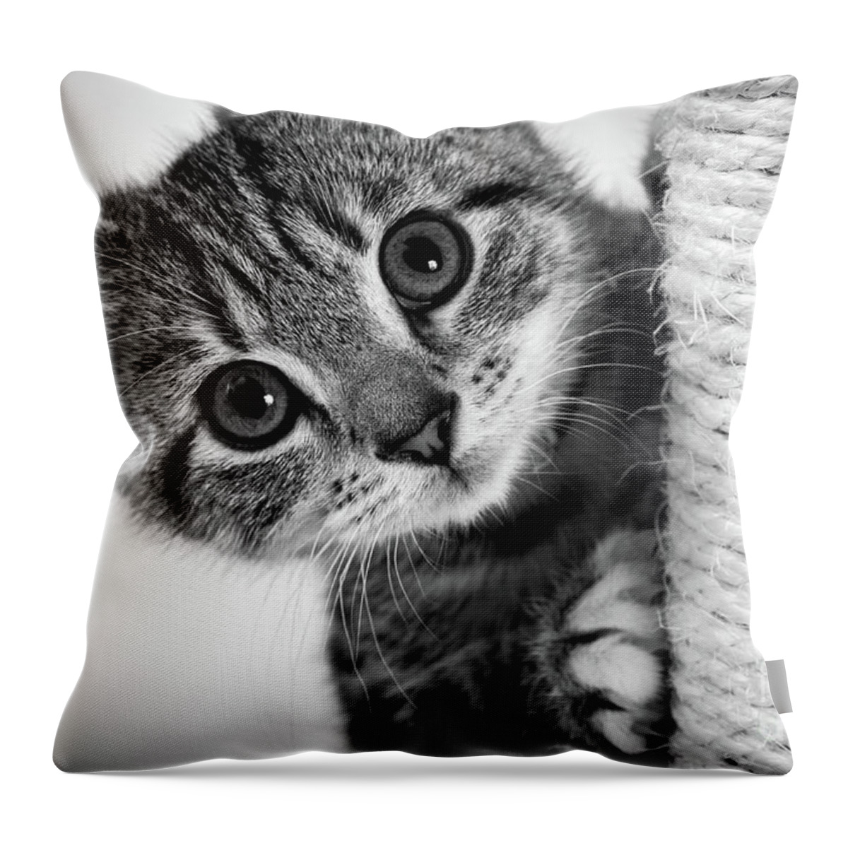 1 Kitten Throw Pillow featuring the photograph Cute kitten #2 by Seeables Visual Arts
