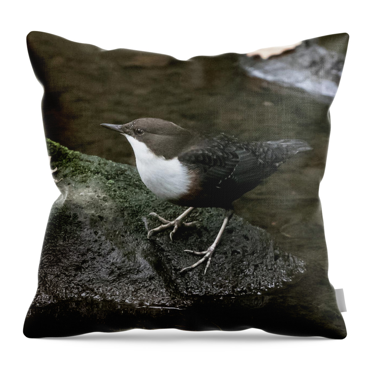 Flyladyphotographybywendycooper Throw Pillow featuring the photograph Dipper #1 by Wendy Cooper