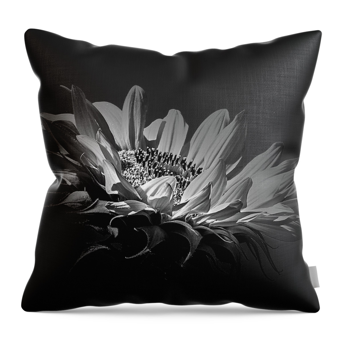 Sunflower Throw Pillow featuring the photograph First Light #1 by Bob Orsillo