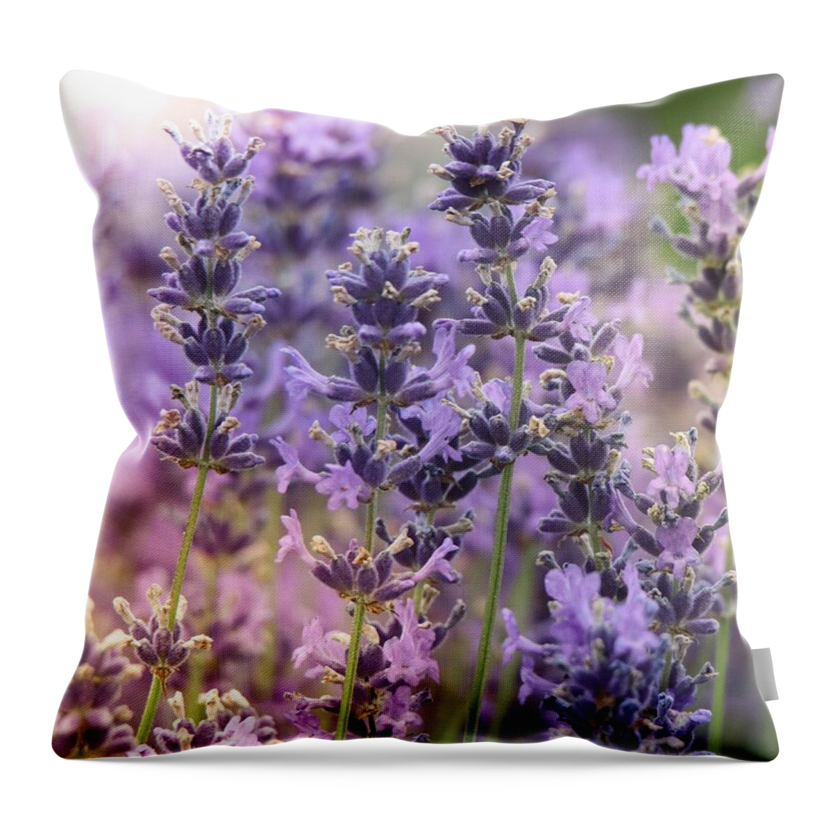 Lavender Throw Pillow featuring the photograph Fresh Lavender by Susan Rydberg