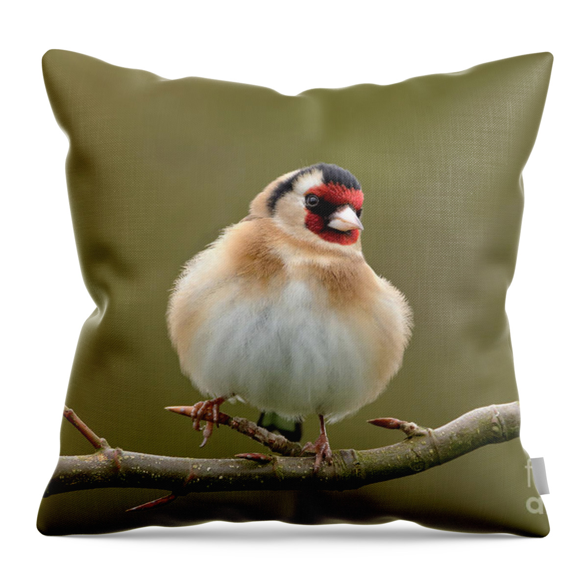 It Took A Lockdown To Get Me Back To Photographing Garden Birds.goldfinch From The Garden Throw Pillow featuring the photograph Goldfinch #1 by Peter Skelton