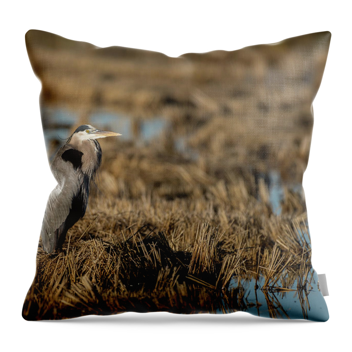 Alert Throw Pillow featuring the photograph Great blue heron #1 by Mike Fusaro
