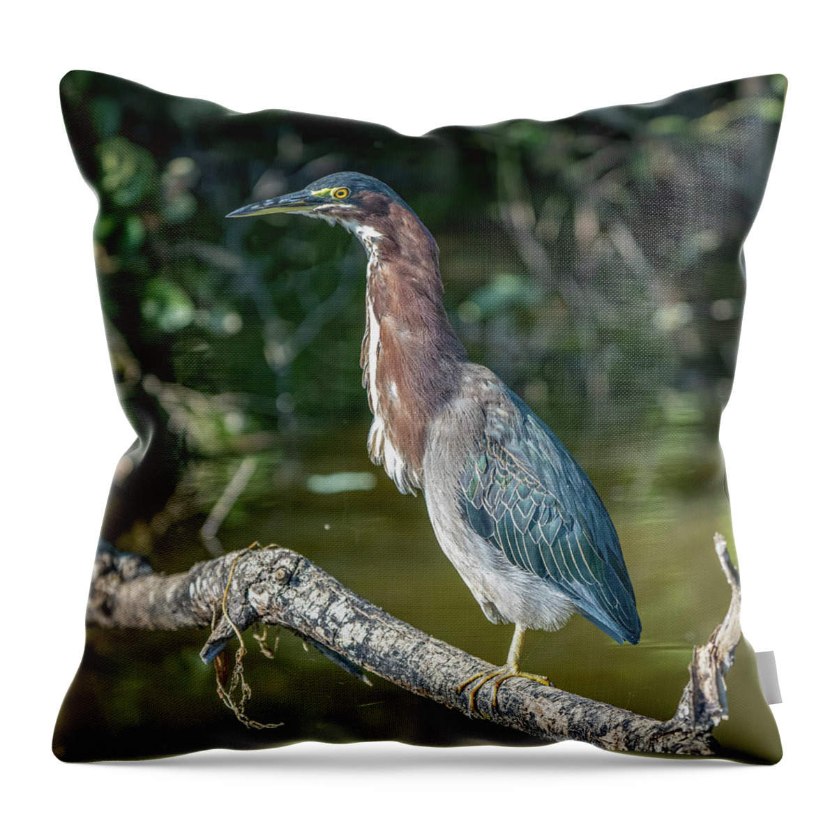Green Heron (butorides Virescens) Throw Pillow featuring the photograph Green Heron #1 by Lee Alloway
