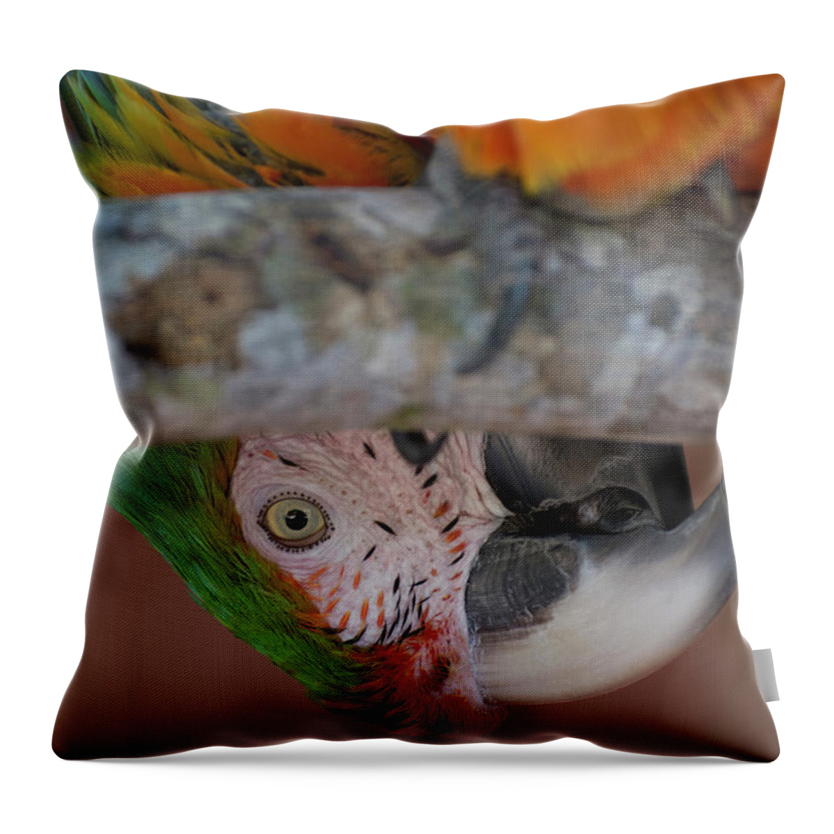 Bird Throw Pillow featuring the photograph Harlequin Macaw #1 by Carolyn Hutchins